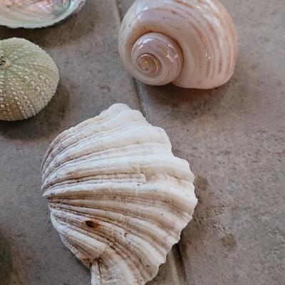 Lot 206: Shell Collection 