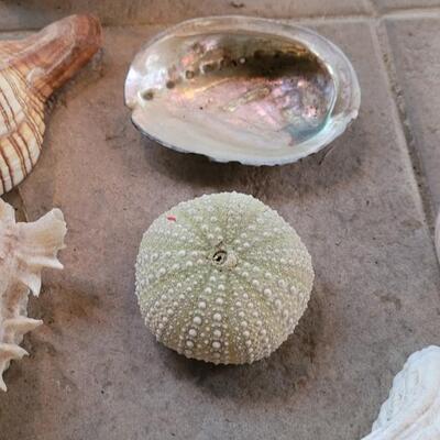 Lot 206: Shell Collection 