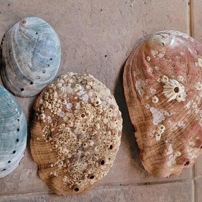 Lot 206: Shell Collection 