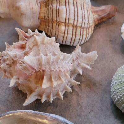 Lot 206: Shell Collection 