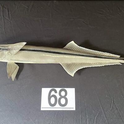 LOT#L68: Shark Remora