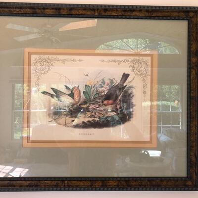 #246 Vintage bird print with frame measures 20 x 24
