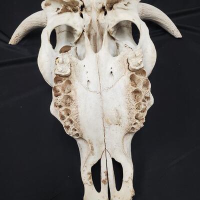 Cow Head Skull 