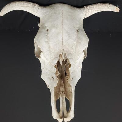 Cow Head Skull 