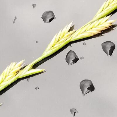 Raindrop Burst by MICHALIMAGES, Canvas  size is, or 16X20 inches 