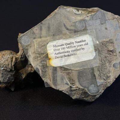 Beautiful Museum Quality Nautilus fossil in situ