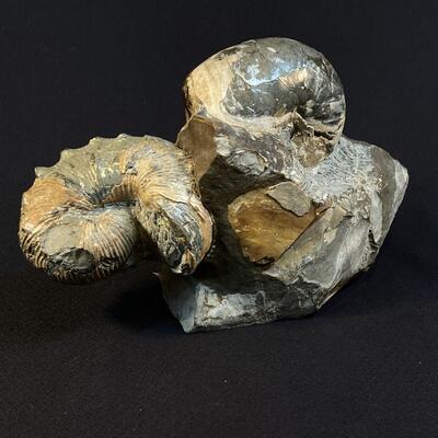 Beautiful Museum Quality Nautilus fossil in situ