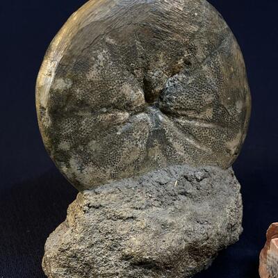 Museum Quality Sea Urchin fossil and Petrified Wood