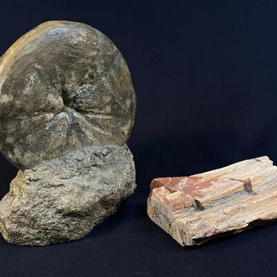 Museum Quality Sea Urchin fossil and Petrified Wood