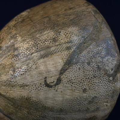 Museum Quality Sea Urchin fossil and Petrified Wood