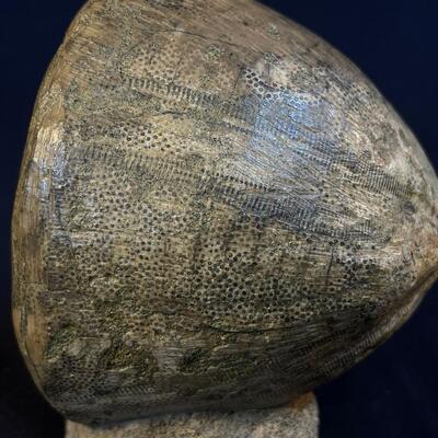 Museum Quality Sea Urchin fossil and Petrified Wood