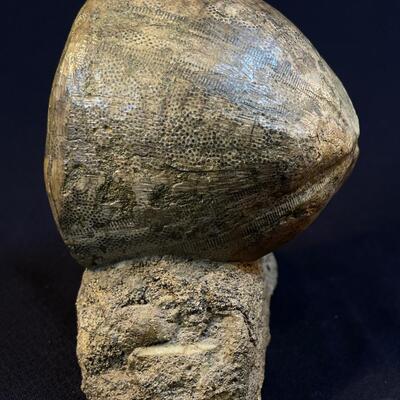 Museum Quality Sea Urchin fossil and Petrified Wood