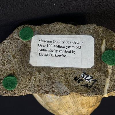 Museum Quality Sea Urchin fossil and Petrified Wood