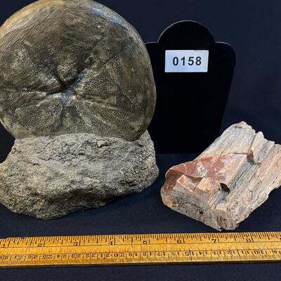 Museum Quality Sea Urchin fossil and Petrified Wood