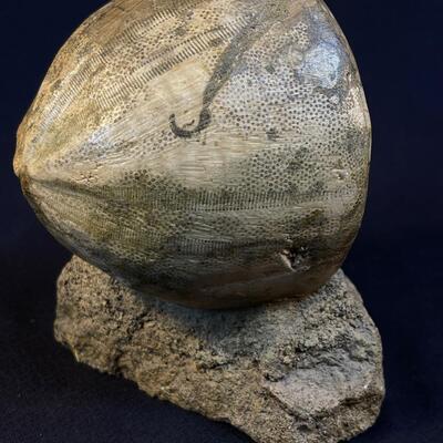 Museum Quality Sea Urchin fossil and Petrified Wood