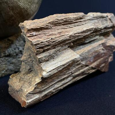 Museum Quality Sea Urchin fossil and Petrified Wood