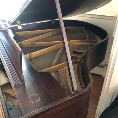 Chickering Baby Grand Piano ( D-MG )