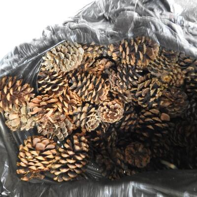 Black Bag of Scented Pine Cones