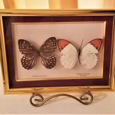 Lot #35  Framed Pair of Butterfly Specimens