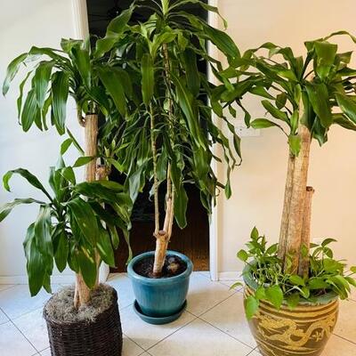 Lot 66 Trio of Potted House Plants 4' - 6'  Healthy Live Plants