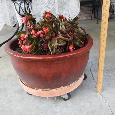 Ceramic Flower Pot with Begonias