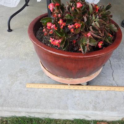 Ceramic Flower Pot with Begonias