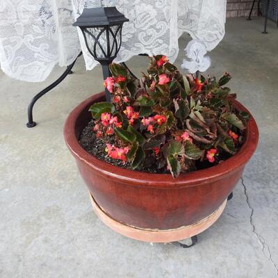 Ceramic Flower Pot with Begonias