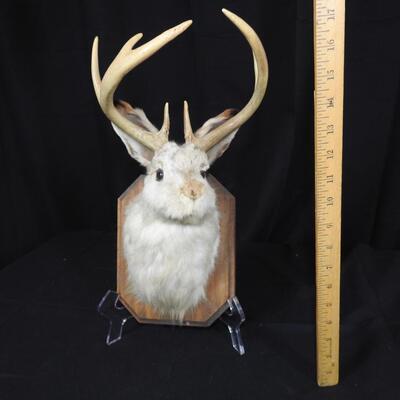 Jackalope Wall Mount