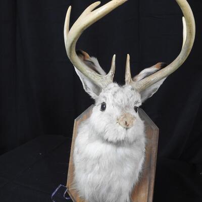 Jackalope Wall Mount