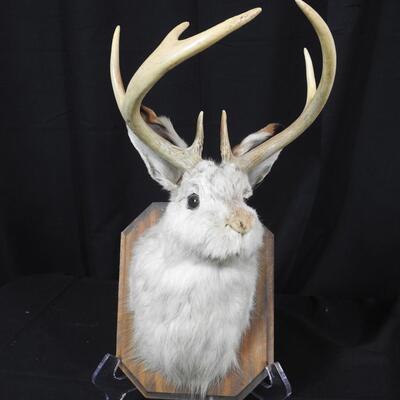 Jackalope Wall Mount