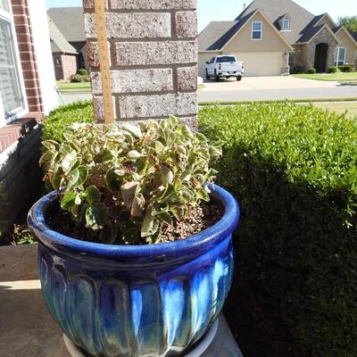 Beautiful Large Ceramic Flower Pot with Plant