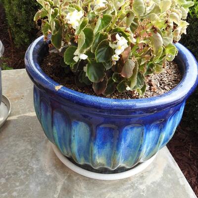 Beautiful Large Ceramic Flower Pot with Plant