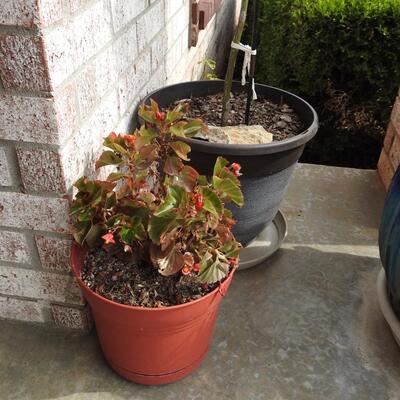 Assortment of Pots with Flowers