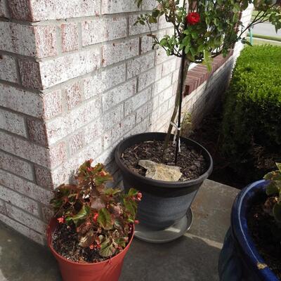 Assortment of Pots with Flowers