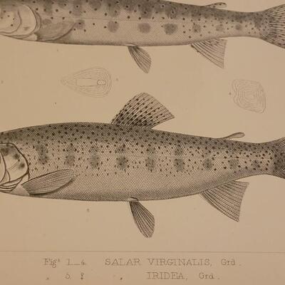 Lot 4: 1860's U.S.P.R.R. Fish Prints (4)