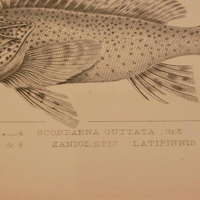Lot 4: 1860's U.S.P.R.R. Fish Prints (4)