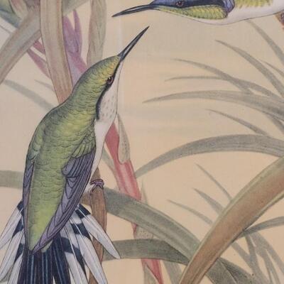 Lot 51: Antique Hand Colored Gould & Richter Bird Lithograph in an Antique Wood Blue & Gilt Frame