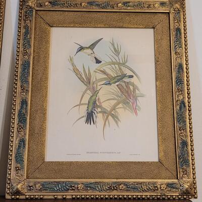 Lot 51: Antique Hand Colored Gould & Richter Bird Lithograph in an Antique Wood Blue & Gilt Frame