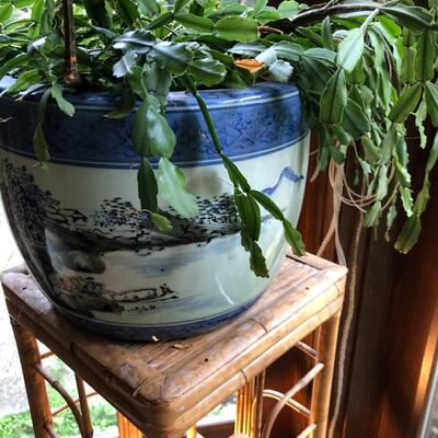 Blue and White Asian Planter Vase with Succulent Plant