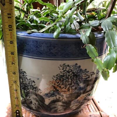 Blue and White Asian Planter Vase with Succulent Plant