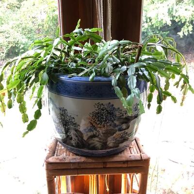 Blue and White Asian Planter Vase with Succulent Plant