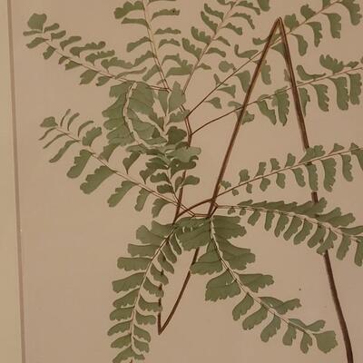 Lot 209: Antique Armstrong & Co. Botanical Lithograph FERN 18" Ã— 14" (A)