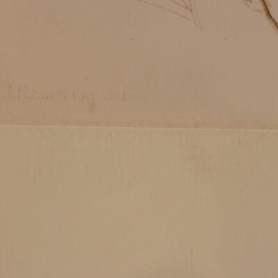 Lot 209: Antique Armstrong & Co. Botanical Lithograph FERN 18" Ã— 14" (A)