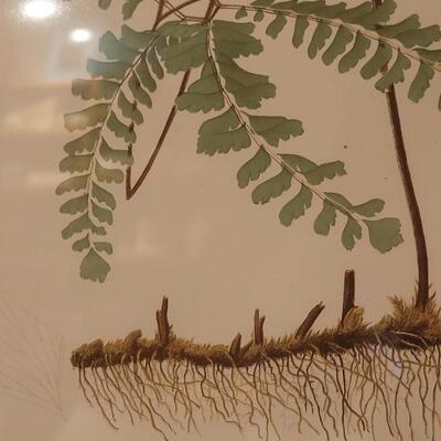 Lot 209: Antique Armstrong & Co. Botanical Lithograph FERN 18" Ã— 14" (A)