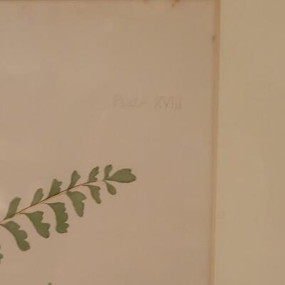 Lot 209: Antique Armstrong & Co. Botanical Lithograph FERN 18" Ã— 14" (A)