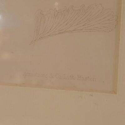 Lot 209: Antique Armstrong & Co. Botanical Lithograph FERN 18" Ã— 14" (A)
