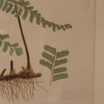 Lot 209: Antique Armstrong & Co. Botanical Lithograph FERN 18" Ã— 14" (A)