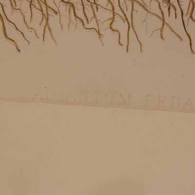 Lot 209: Antique Armstrong & Co. Botanical Lithograph FERN 18" Ã— 14" (A)