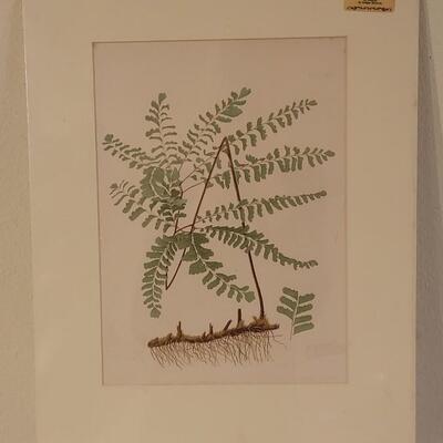 Lot 209: Antique Armstrong & Co. Botanical Lithograph FERN 18" Ã— 14" (A)