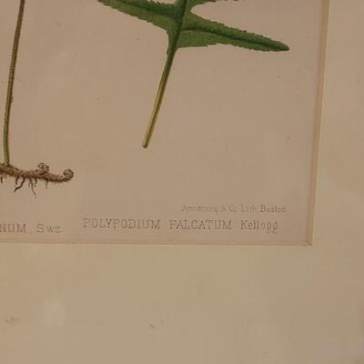 Lot 213: Antique Armstrong & Co. Botanical Lithograph FERNS 18" Ã— 14"  (B)